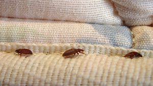 Clothes Exposed To Bedbugs